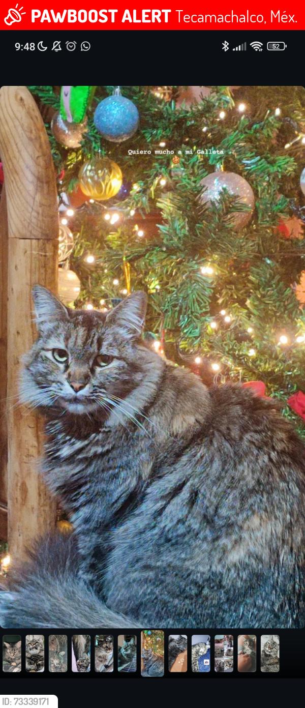 Lost Female Cat last seen Calle fraternidad y Ulises rangel, Tecamachalco, Méx. 56505