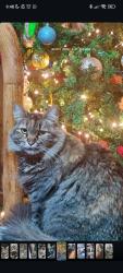 Lost Female Cat last seen Calle fraternidad y Ulises rangel, Tecamachalco, Méx. 56505