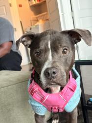 Lost Female Dog last seen Moran lake Rs, Rome, GA 30161