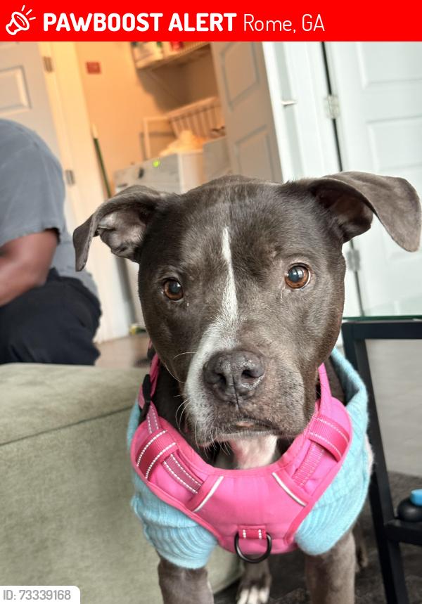 Lost Female Dog last seen Moran lake Rs, Rome, GA 30161