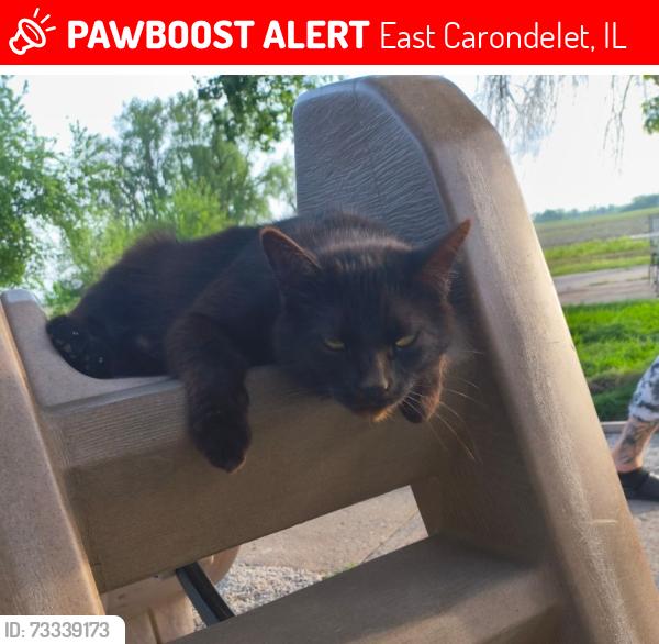 Lost Male Cat last seen Kellings park, East Carondelet, IL 62240