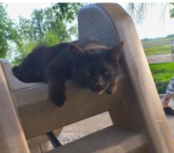 Lost Male Cat last seen Kellings park, East Carondelet, IL 62240