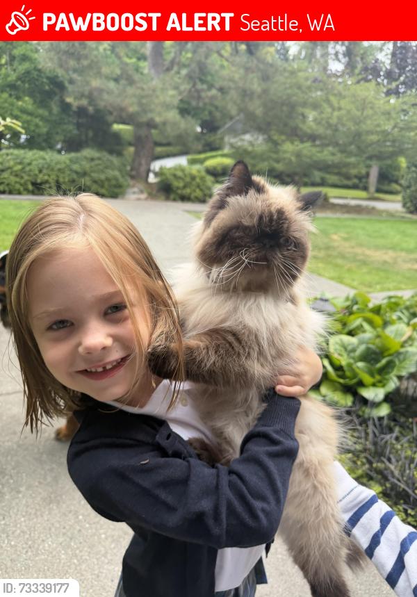 Lost Female Cat last seen 55th Ave NE and Windemere Rd, Seattle, WA 98105