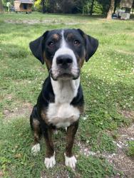 Lost Male Dog last seen Near sharps rd Warsaw Va, Warsaw, VA 22572