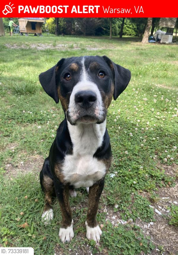 Lost Male Dog last seen Near sharps rd Warsaw Va, Warsaw, VA 22572