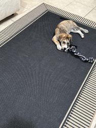 Found/Stray Male Dog last seen Lee highschool, San Antonio, TX 78213