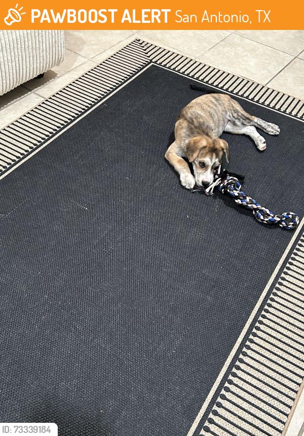 Found/Stray Male Dog last seen Lee highschool, San Antonio, TX 78213