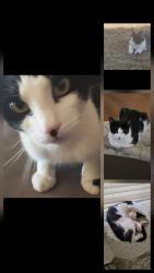 Lost Male Cat last seen Coldwater Springs Blvd and Fairway, Avondale, AZ 85323