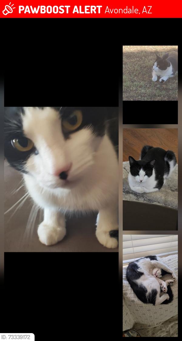 Lost Male Cat last seen Coldwater Springs Blvd and Fairway, Avondale, AZ 85323