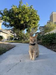 Lost Male Cat last seen Walnut, Edinger, Tustin, CA 92782