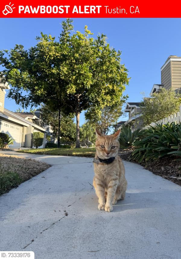 Lost Male Cat last seen Walnut, Edinger, Tustin, CA 92782
