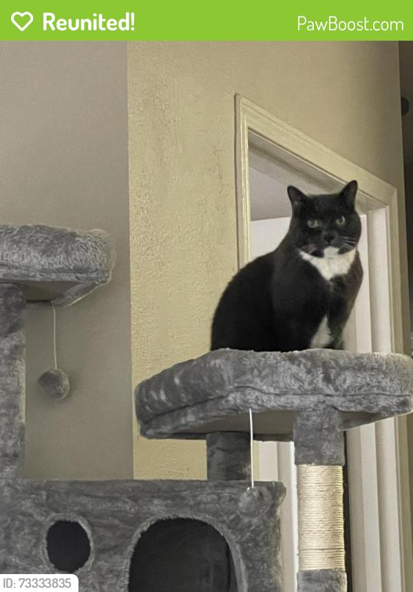 Reunited Female Cat last seen HighGrove apmts Everett, WA, Everett, WA 98204