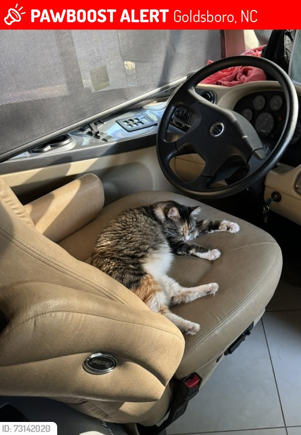 Lost Female Cat last seen Old Grantham road and Black Jack Church Road, Goldsboro, NC 27530