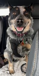 Reunited Male Dog last seen 16th St. and Geneva St. near Colfax, Aurora, CO 80010
