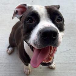 Shelter Stray Female Dog last seen Near, 2600 S Harding St, Indianapolis, IN 46221, USA