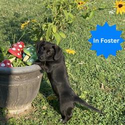 Shelter Stray Male Dog last seen Near, 2600 S Harding St, Indianapolis, IN 46221, USA