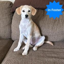Shelter Stray Female Dog last seen Near, 2600 S Harding St, Indianapolis, IN 46221, USA