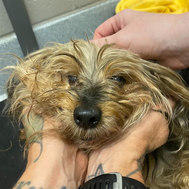 Shelter Stray Male Dog last seen Near, 2600 S Harding St, Indianapolis, IN 46221, USA