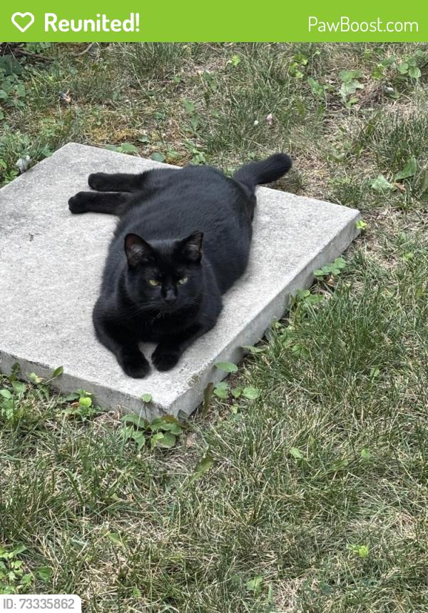 Reunited Male Cat last seen Woodward Ave./ Nakota Rd.- Royal Oak, Royal Oak, MI 48073