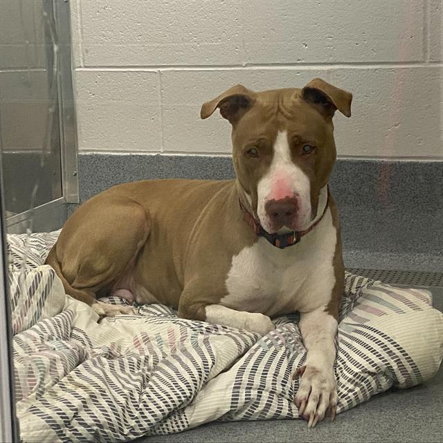 Shelter Stray Female Dog last seen Near, 2600 S Harding St, Indianapolis, IN 46221, USA