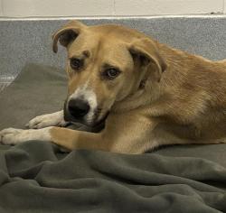 Shelter Stray Female Dog last seen Near, 2600 S Harding St, Indianapolis, IN 46221, USA