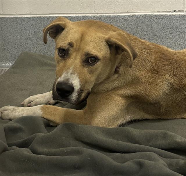 Shelter Stray Female Dog last seen Near, 2600 S Harding St, Indianapolis, IN 46221, USA