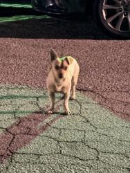 Found/Stray Male Dog last seen 21st street and Orange st in Highland, Highland, CA 92346