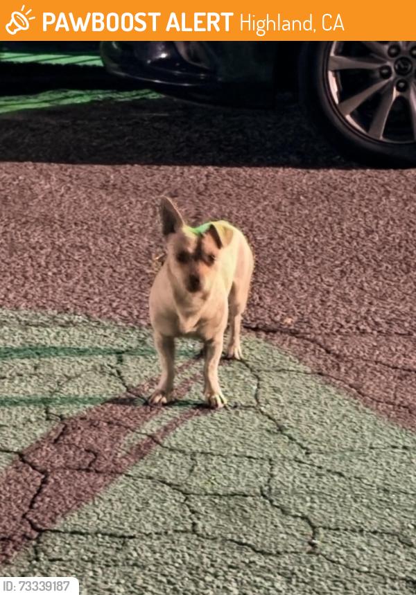 Found/Stray Male Dog last seen 21st street and Orange st in Highland, Highland, CA 92346