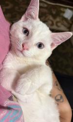 Shelter Stray Female Cat last seen , West Valley Animal Shelter, 20655 Plummer St, Chatsworth, CA 91311, USA