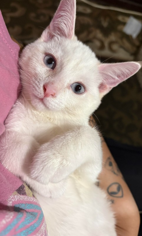Shelter Stray Female Cat last seen , West Valley Animal Shelter, 20655 Plummer St, Chatsworth, CA 91311, USA