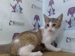 Shelter Stray Female Cat last seen , 2769 Conroy Rd, Orlando, FL 32839, USA