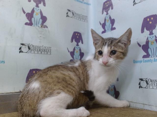 Shelter Stray Female Cat last seen , 2769 Conroy Rd, Orlando, FL 32839, USA