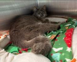 Shelter Stray Female Cat last seen PASEO DEL SOL DR / ACROPOLIS ST, 9150 Union Park Way, Elk Grove, CA 95624, USA