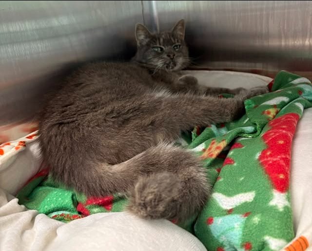 Shelter Stray Female Cat last seen PASEO DEL SOL DR / ACROPOLIS ST, 9150 Union Park Way, Elk Grove, CA 95624, USA
