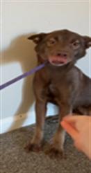 Shelter Stray Female Dog last seen Near BLOCK STRATFORD DR, OKLAHOMA CITY OK 73120, 2811 SE 29th St, Oklahoma City, OK 73129, USA