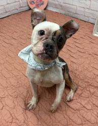 Shelter Stray Male Dog last seen Near BLOCK MENDOTA ST, DETROIT MI 48204, 7401 Chrysler Dr, Detroit, MI 48211, USA