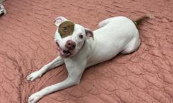 Shelter Stray Female Dog last seen Near BLOCK ROSEMARY AVE, DETROIT, MI 48213, 7401 Chrysler Dr, Detroit, MI 48211, USA