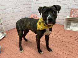 Shelter Stray Female Dog last seen Near BLOCK PREVOST ST, DETROIT, MI 48235, 7401 Chrysler Dr, Detroit, MI 48211, USA