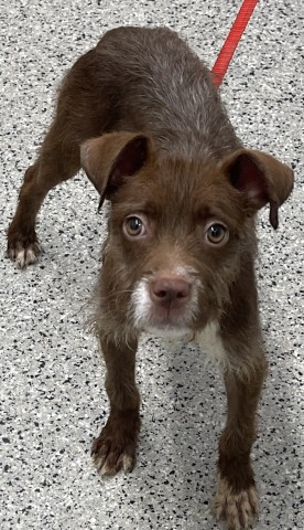 Shelter Stray Female Dog last seen Near BLOCK PALLISTER DETROIT, MI 48202, 7401 Chrysler Dr, Detroit, MI 48211, USA