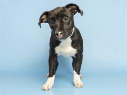 Shelter Stray Female Dog last seen 19TH AVE/ROESER RD, 5501 E Van Buren St, Phoenix, AZ 85008, USA