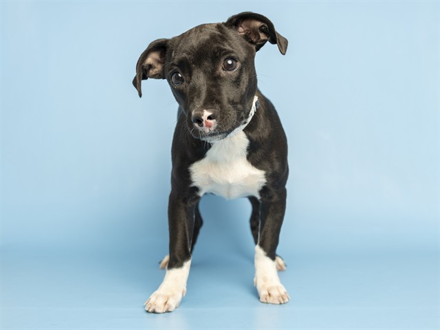 Shelter Stray Female Dog last seen 19TH AVE/ROESER RD, 5501 E Van Buren St, Phoenix, AZ 85008, USA