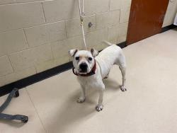 Shelter Stray Female Dog last seen Near BLOCK W HAMPTON, 3839 W Burnham St, West Milwaukee, WI 53215, USA