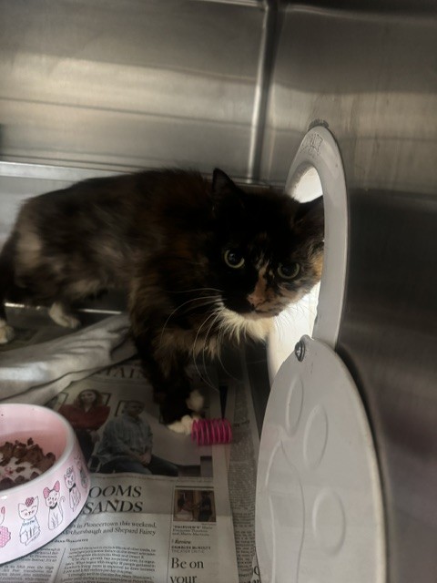 Shelter Stray Female Cat last seen , 14409 Vanowen St, Van Nuys, CA 91405, USA