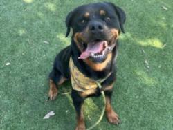 Shelter Stray Male Dog last seen , 14409 Vanowen St, Van Nuys, CA 91405, USA