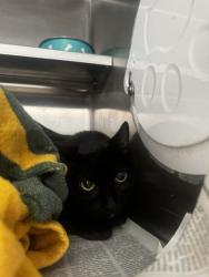 Shelter Stray Female Cat last seen , 14409 Vanowen St, Van Nuys, CA 91405, USA