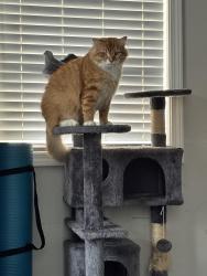 Lost Male Cat last seen Jefferson, Reading Public Library, Reading, OH 45215
