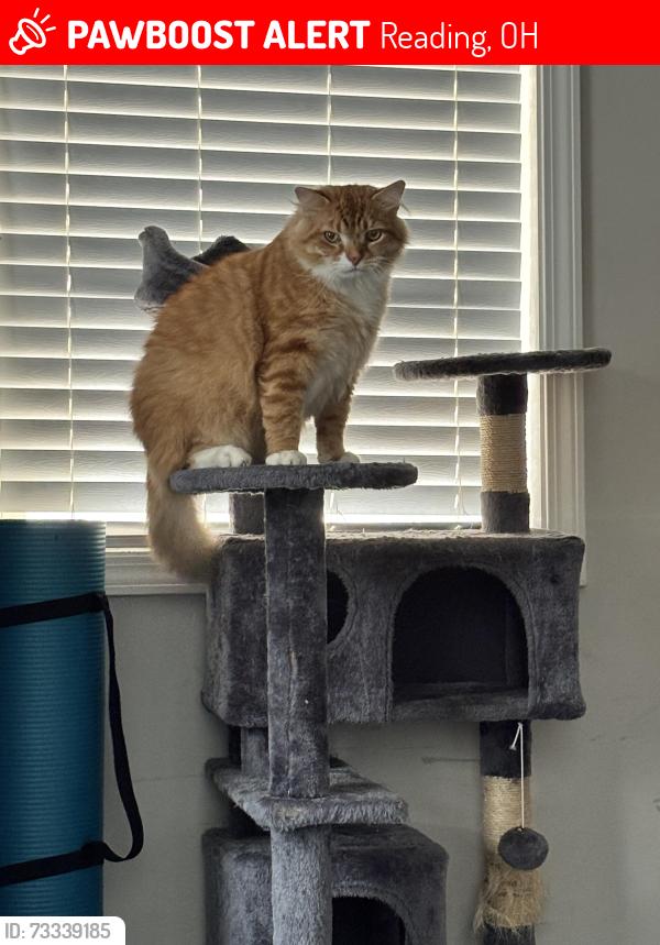 Lost Male Cat last seen Jefferson, Reading Public Library, Reading, OH 45215