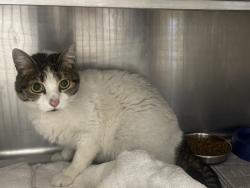 Shelter Stray Female Cat last seen , 14409 Vanowen St, Van Nuys, CA 91405, USA