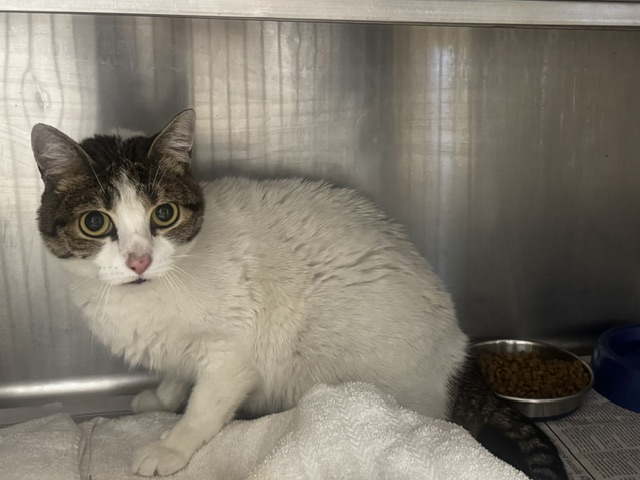 Shelter Stray Female Cat last seen , 14409 Vanowen St, Van Nuys, CA 91405, USA