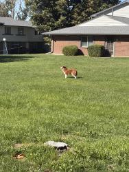 Found/Stray Unknown Dog last seen Mississippi and Troy, Aurora, CO 80012